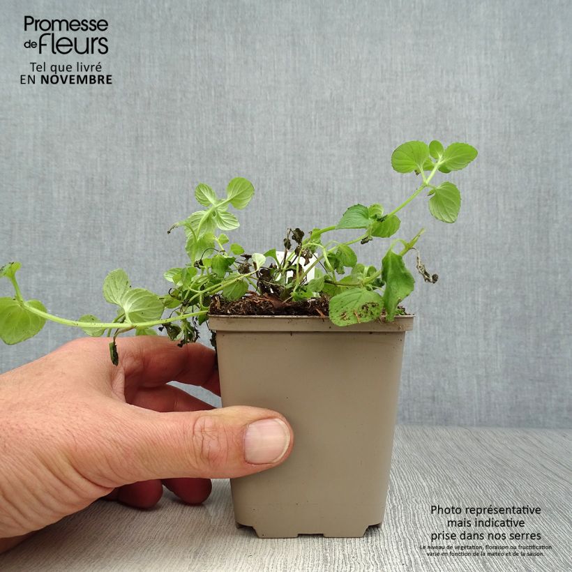 Diascia vigilis 8/9 cm pot sample as delivered in autumn