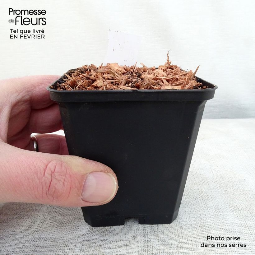 Dicentra cucullaria 8/9 cm pot sample as delivered in winter