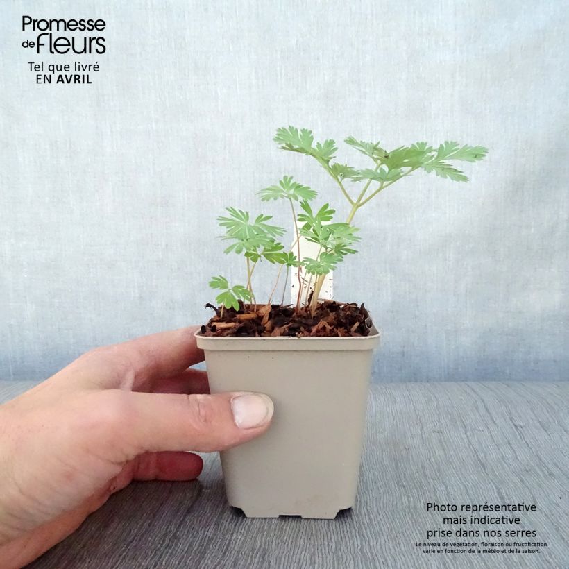 Dicentra cucullaria 8/9 cm pot sample as delivered in spring