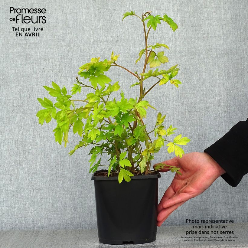 Dicentra spectabilis Yellow Leaf 3L/4L pot sample as delivered in spring