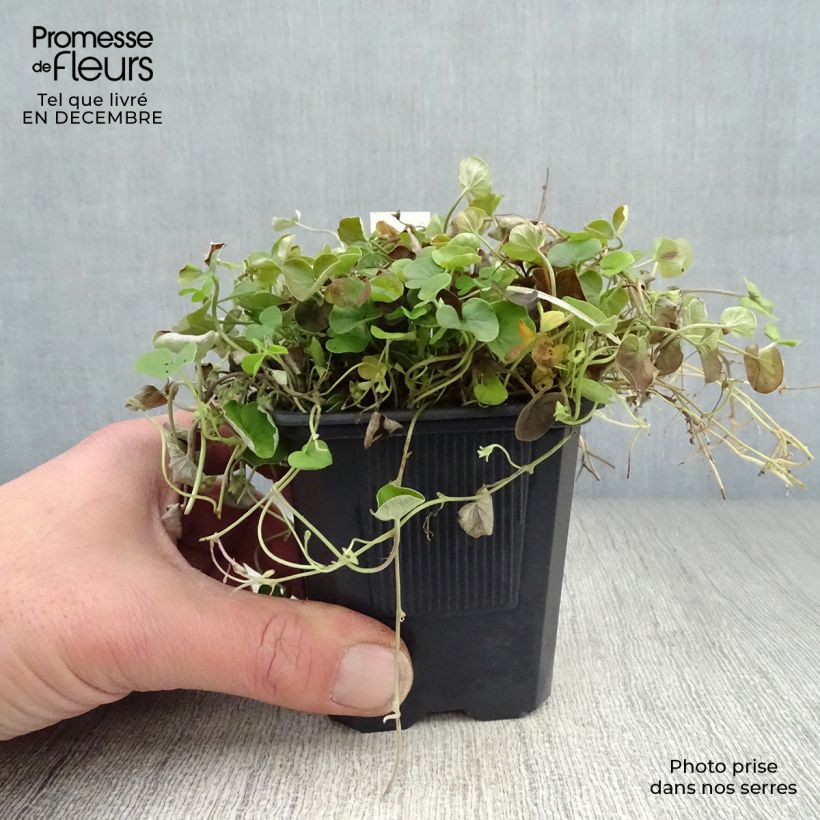 Dichondra repens 8/9 cm pot sample as delivered in winter