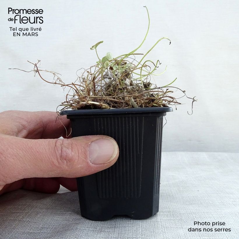 Dichondra repens 8/9 cm pot sample as delivered in spring