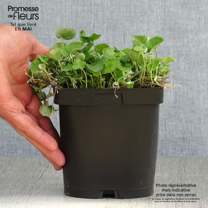 Dichondra repens 2L/3L pot sample as delivered in spring