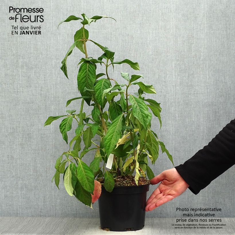 Dichroa versicolor Round Blue 3L/4L pot sample as delivered in winter