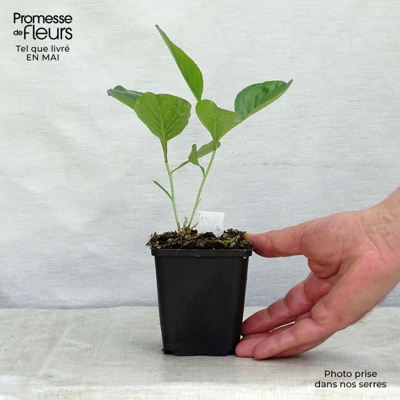 Dictamnus albus - Dittany 8/9 cm pot sample as delivered in spring