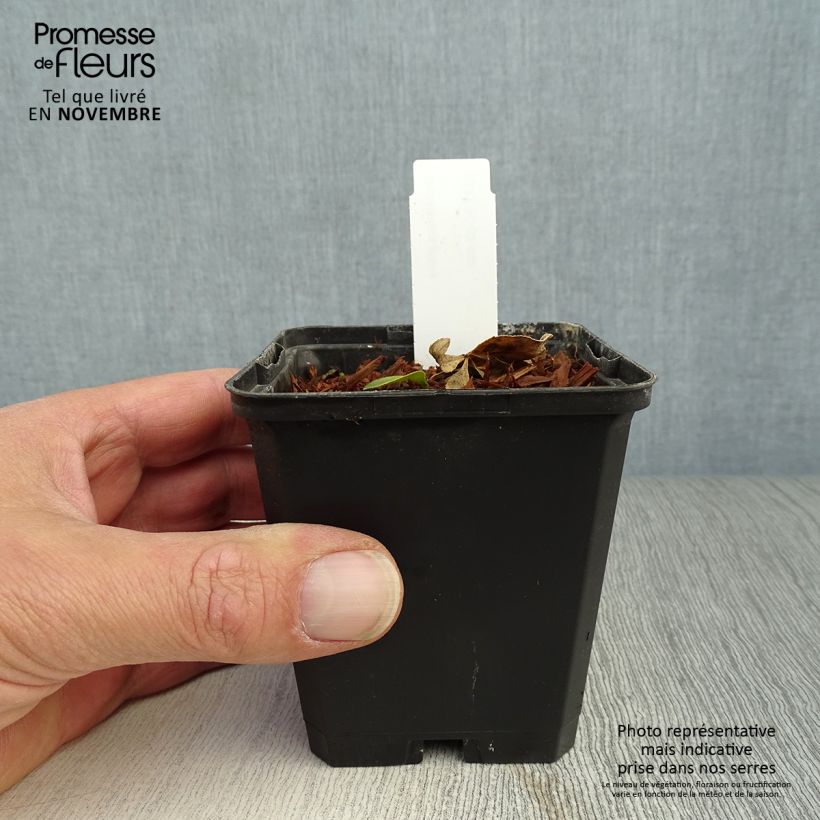 Dictamnus albus - Dittany 8/9 cm pot sample as delivered in autumn