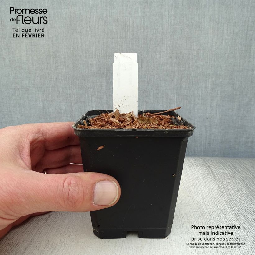 Dictamnus albus - Dittany 8/9 cm pot sample as delivered in winter