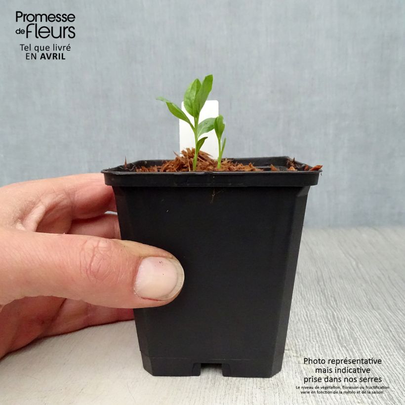 Dictamnus albus var. purpureus - Dittany 8/9 cm pot sample as delivered in spring