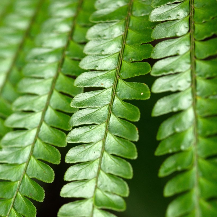 Didymochlaena truncatula  -  Fougère acajou, Fougère arborescente à frondes tronquées (Foliage)