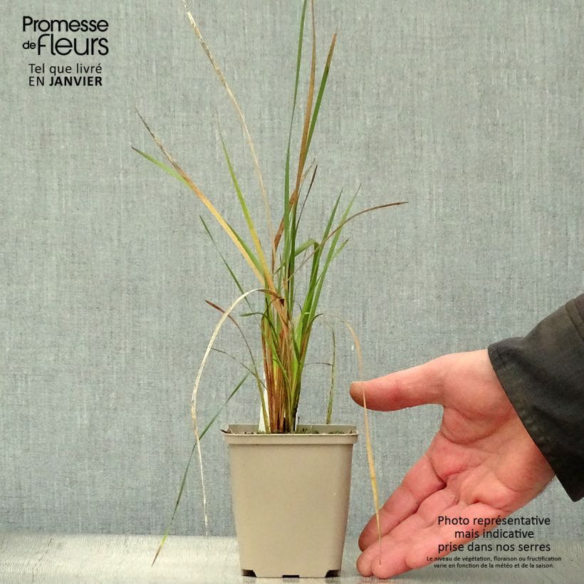 Dierama pulcherrimum Alba 8/9 cm pot sample as delivered in winter