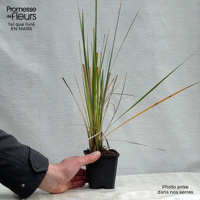 Dierama pulcherrimum Alba 8/9 cm pot sample as delivered in spring