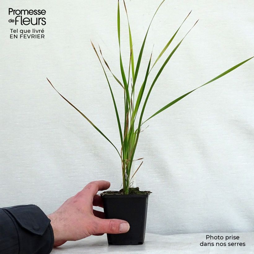 Dierama pulcherrimum Dark Cerise 8/9 cm pot sample as delivered in winter