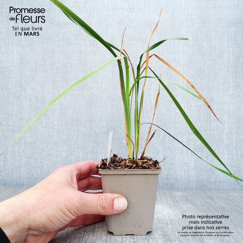 Dierama pulcherrimum Dark Cerise 8/9 cm pot sample as delivered in spring