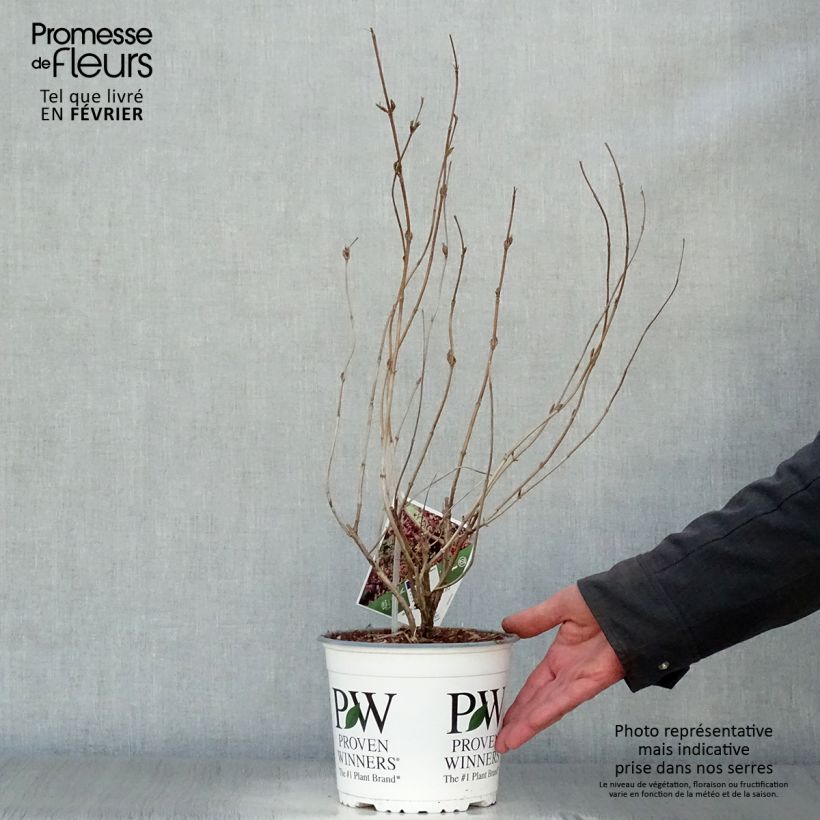 Diervilla splendens Kodiak Black 2L/3L pot sample as delivered in winter