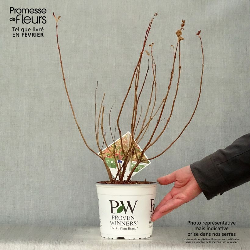 Diervilla splendens Kodiak Orange 2L/3L pot sample as delivered in winter