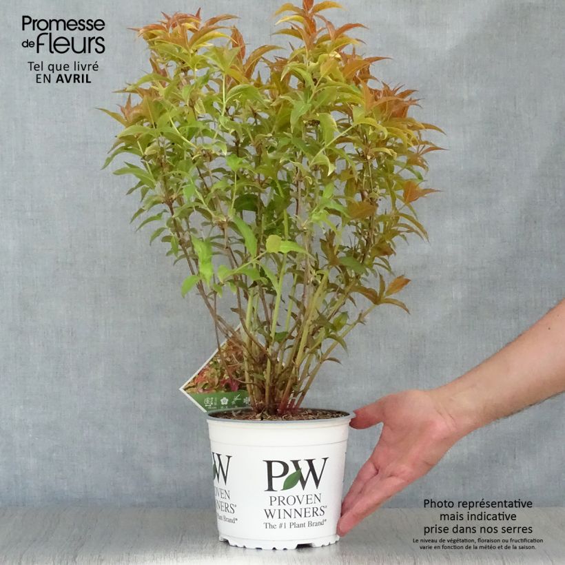 Diervilla splendens Kodiak Orange 2L/3L pot sample as delivered in spring