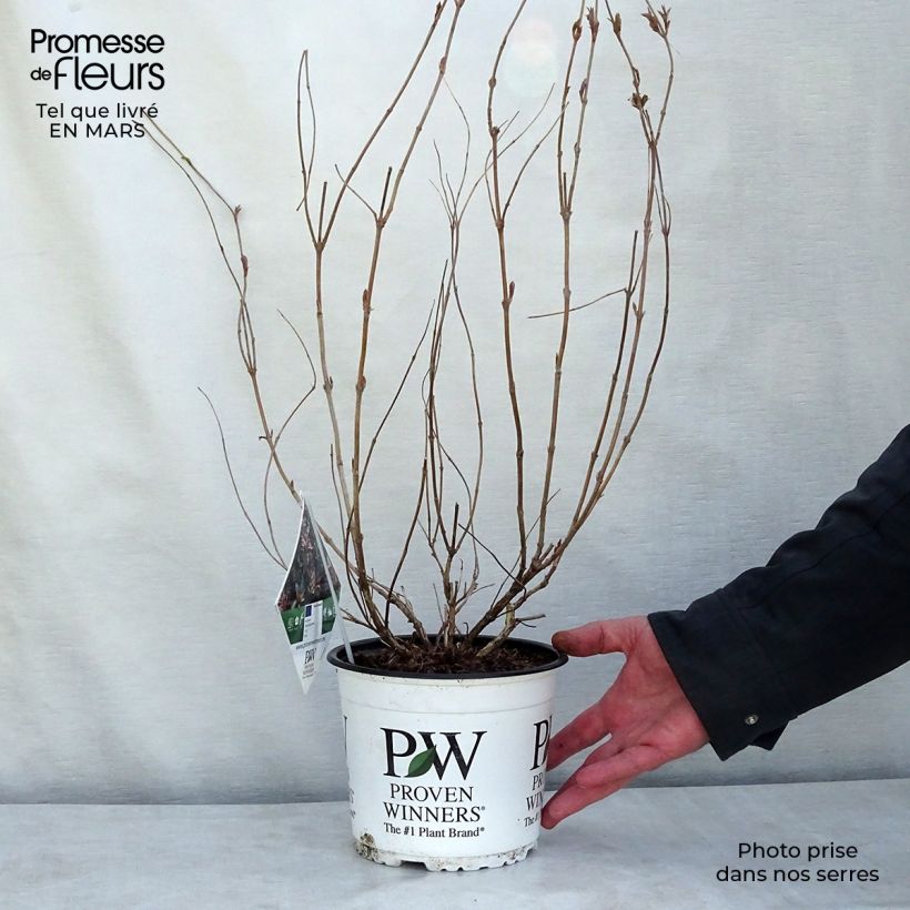 Diervilla splendens Kodiak Red 2L/3L pot sample as delivered in winter