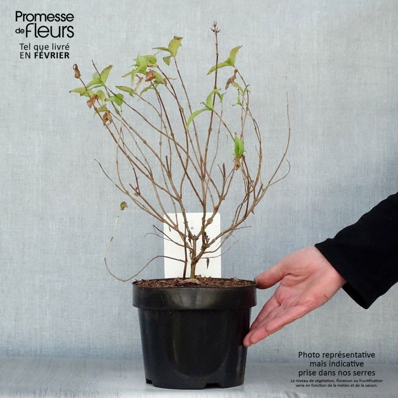 Diervilla rivularis Honeybee 2L/3L pot sample as delivered in winter