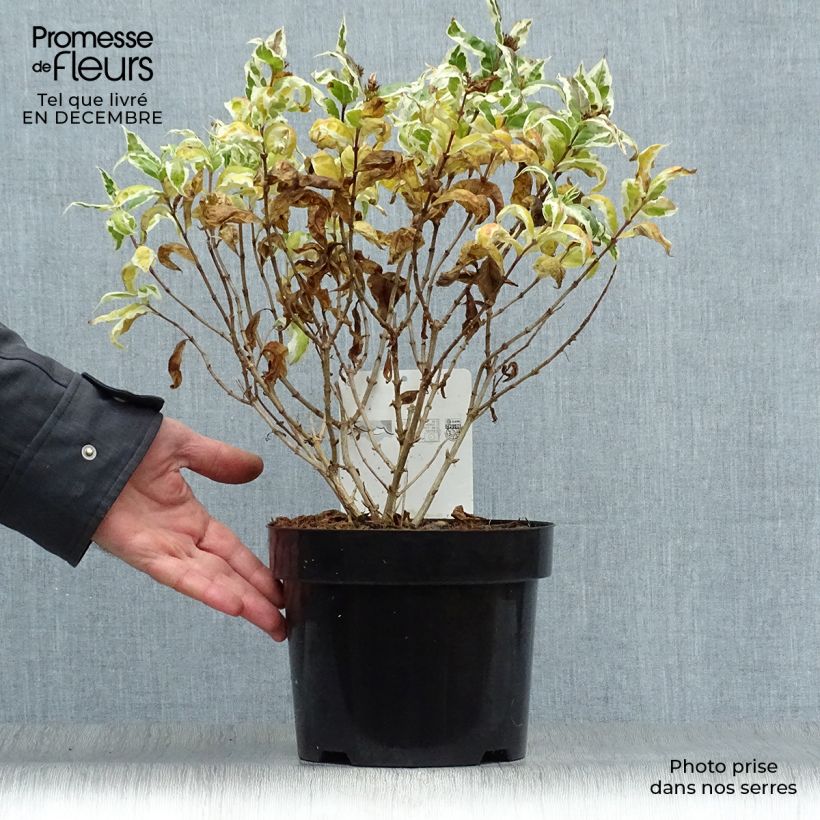 Diervilla sessilifolia Cool Splash 3L/4L pot sample as delivered in winter