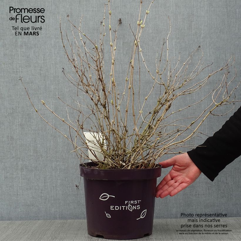 Diervilla sessilifolia Cool Splash 7.5L/10L pot sample as delivered in winter