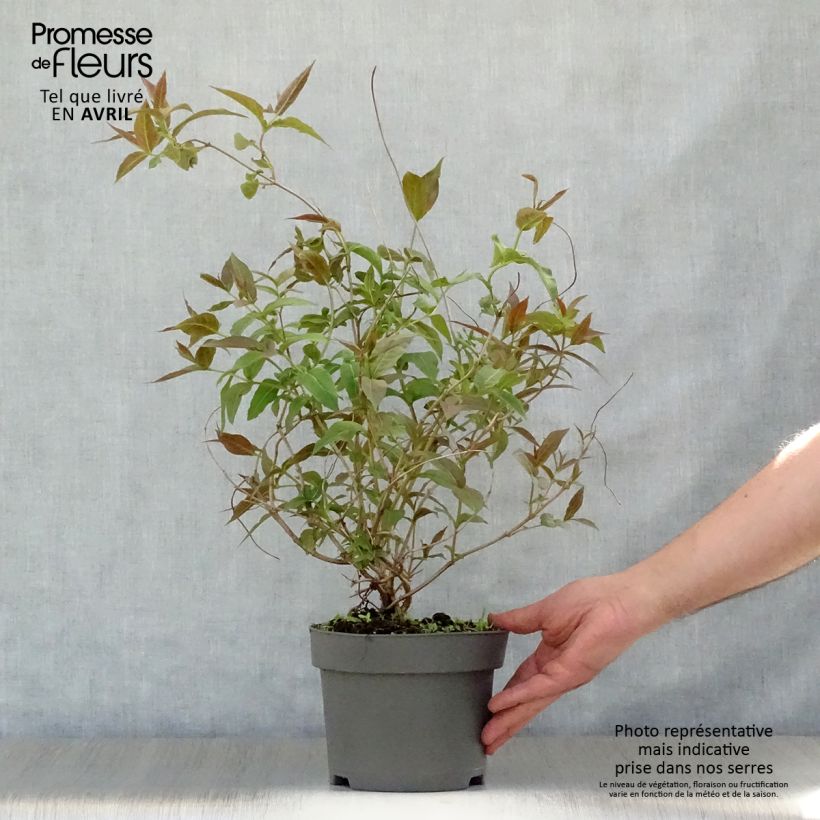 Diervilla splendens 2L/3L pot sample as delivered in spring