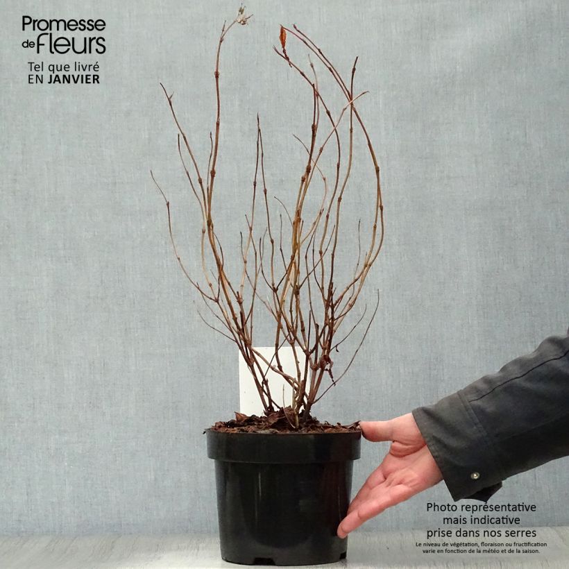 Diervilla splendens Diva 3L/4L pot sample as delivered in winter