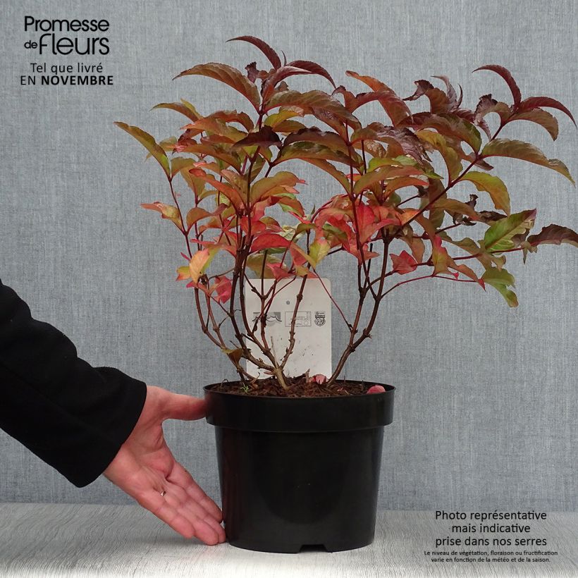 Diervilla splendens Diva 3L/4L pot sample as delivered in autumn