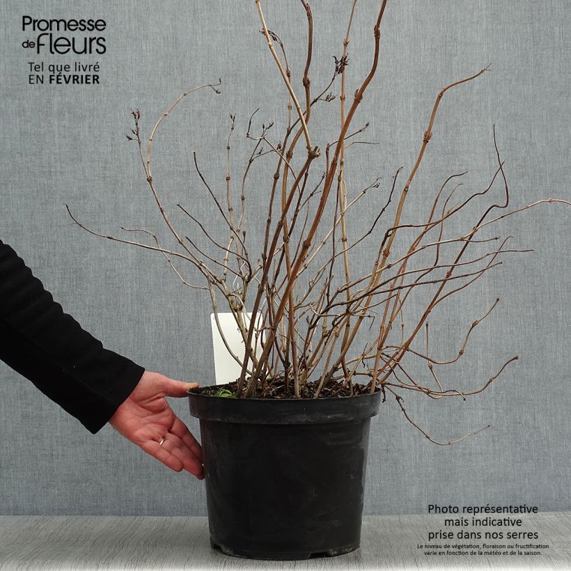 Diervilla splendens Diva 7.5L/10L pot sample as delivered in winter