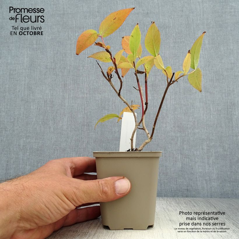 Diervilla splendens 8/9 cm pot sample as delivered in autumn