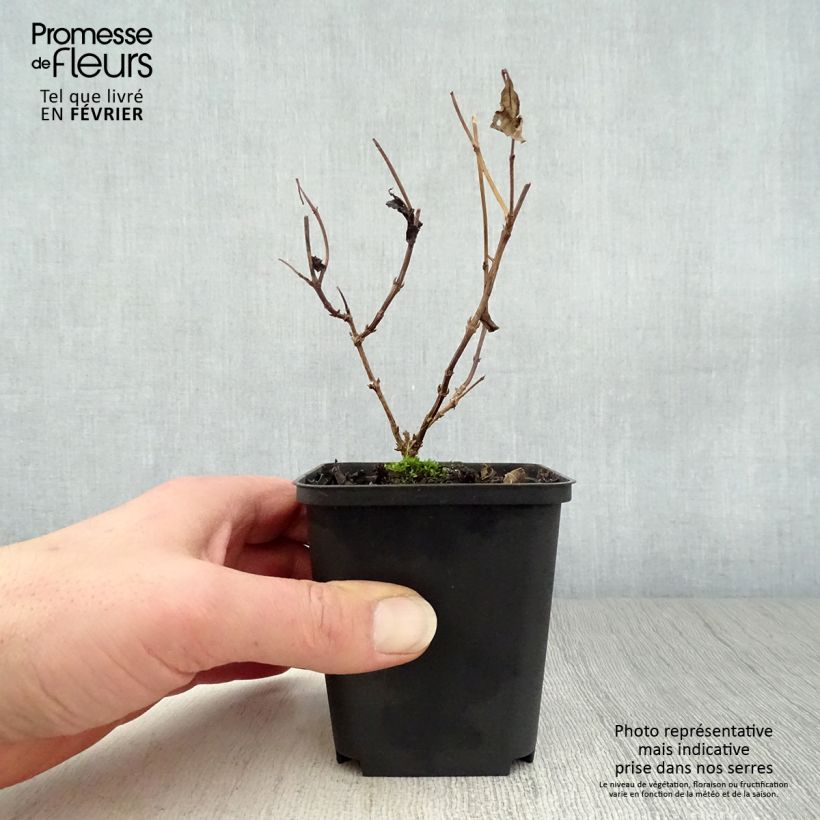 Diervilla splendens 8/9 cm pot sample as delivered in winter