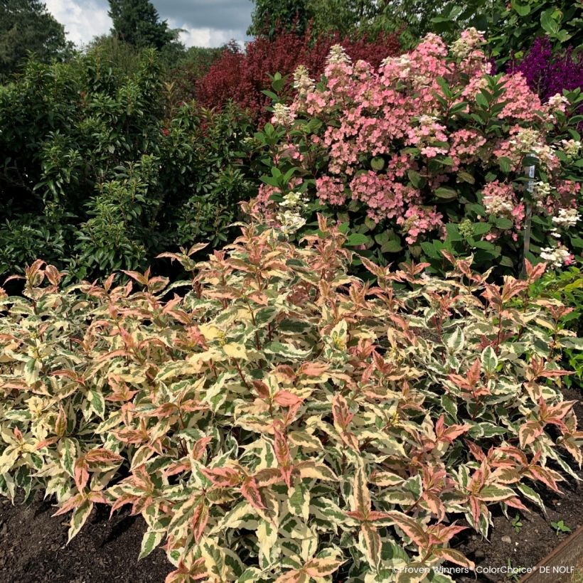 Diervilla splendens Kodiak Mixx (Plant habit)