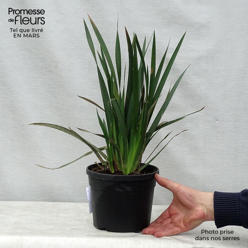 Dietes grandiflora 2L/3L pot sample as delivered in spring
