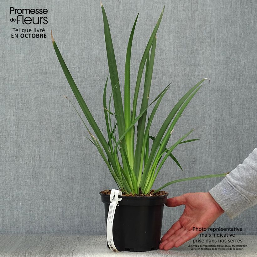 Dietes grandiflora 2L/3L pot sample as delivered in autumn