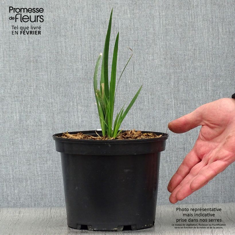 Dietes grandiflora 2L/3L pot sample as delivered in winter