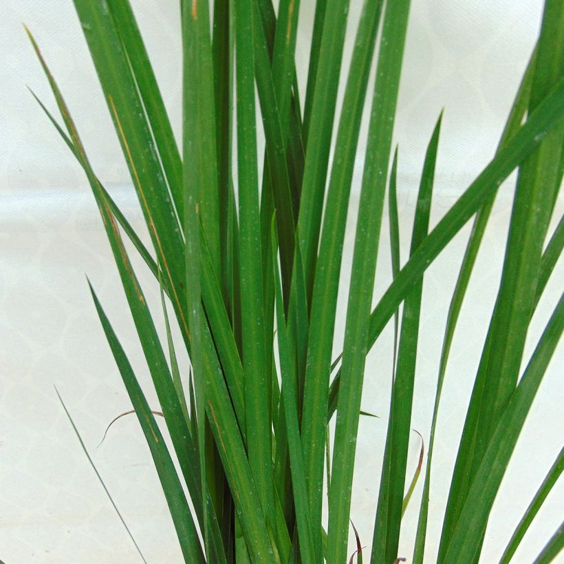 Dietes bicolor (Foliage)