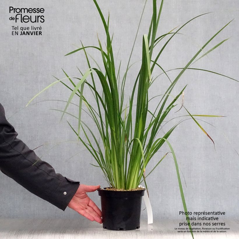 Dietes bicolor 2L/3L pot sample as delivered in winter