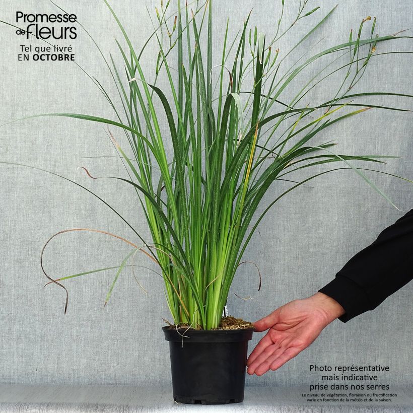 Dietes bicolor 2L/3L pot sample as delivered in autumn