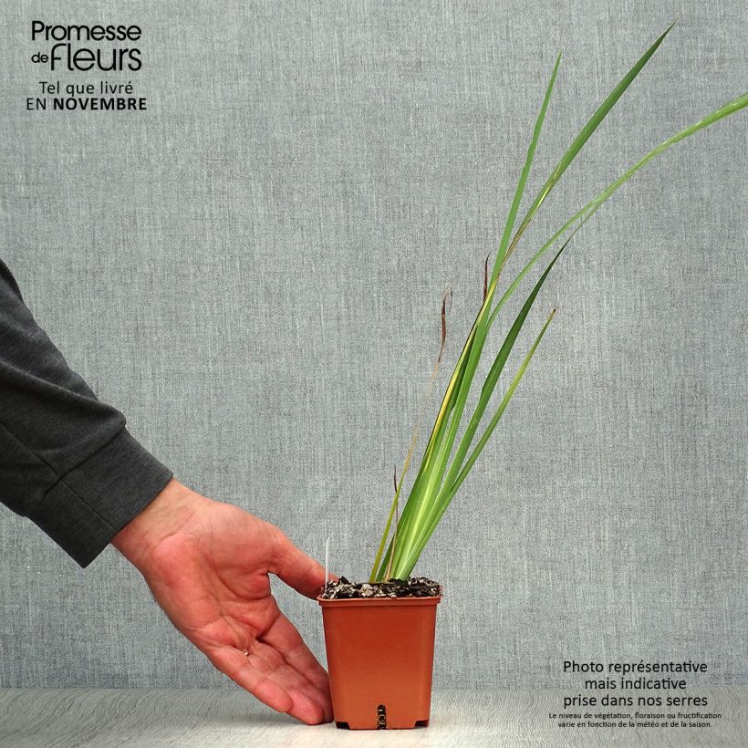 Dietes bicolor 8/9 cm pot sample as delivered in autumn