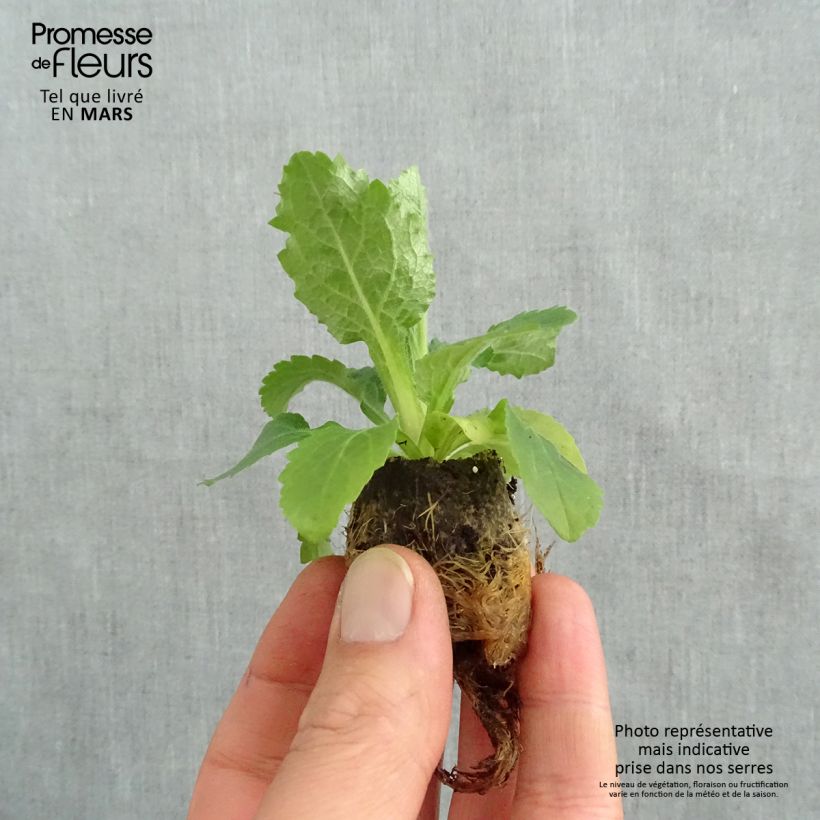 Digiplexis Berry Canary - Hybrid Foxglove Plug plant 3/4cm sample as delivered in spring