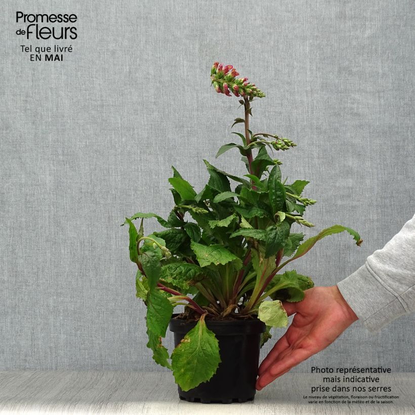 Digiplexis Berry Canary - Hybrid Foxglove 3L/4L pot sample as delivered in spring
