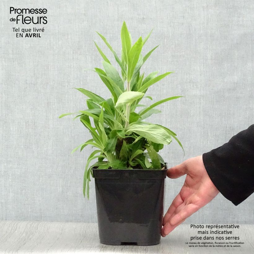 Digitalis valinii Firecracker - Foxglove 2L/3L pot sample as delivered in spring