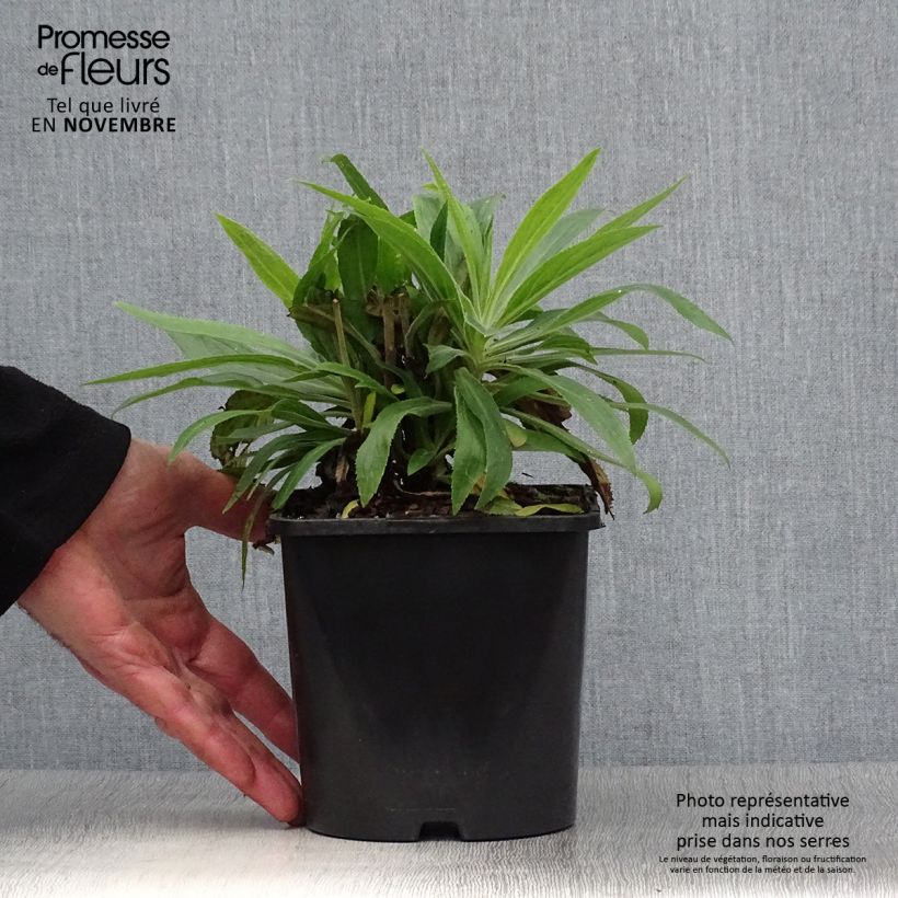 Digitalis valinii Firecracker - Foxglove 2L/3L pot sample as delivered in autumn