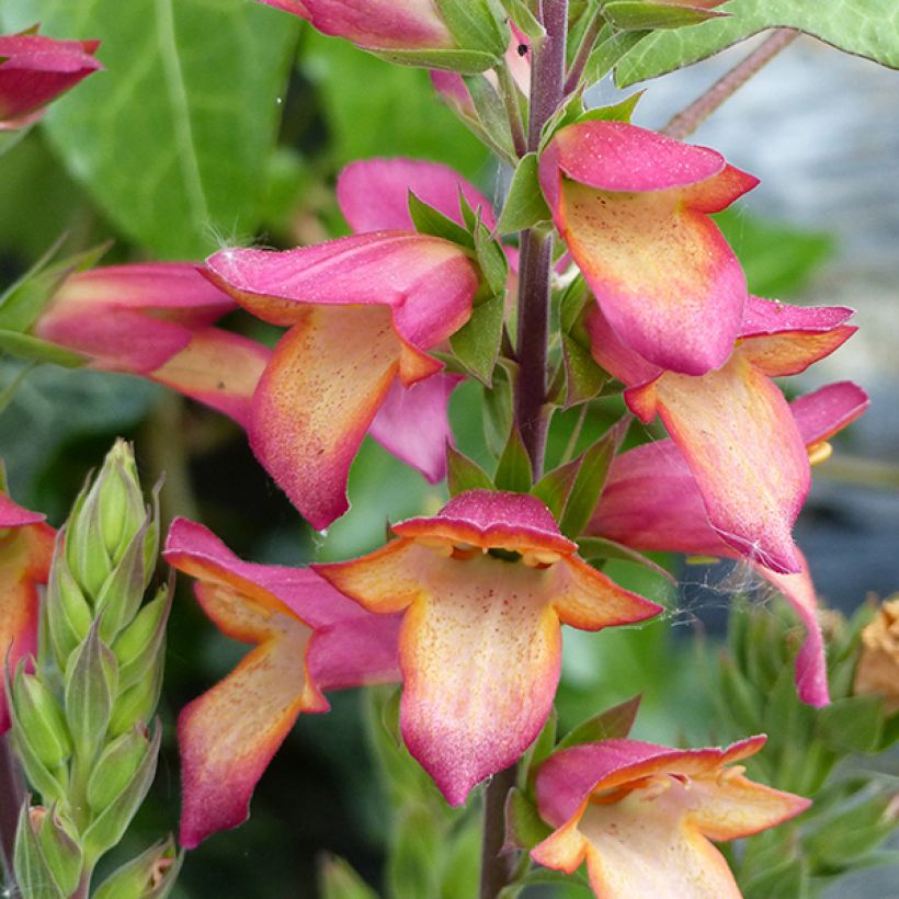 Digitalis valinii Illumination Flame - Foxglove (Flowering)