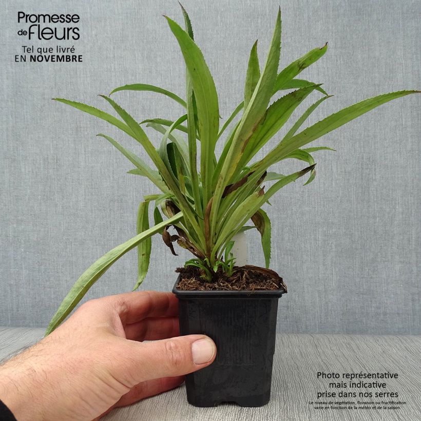 Digitalis Goldcrest - Foxglove 8/9 cm pot sample as delivered in autumn