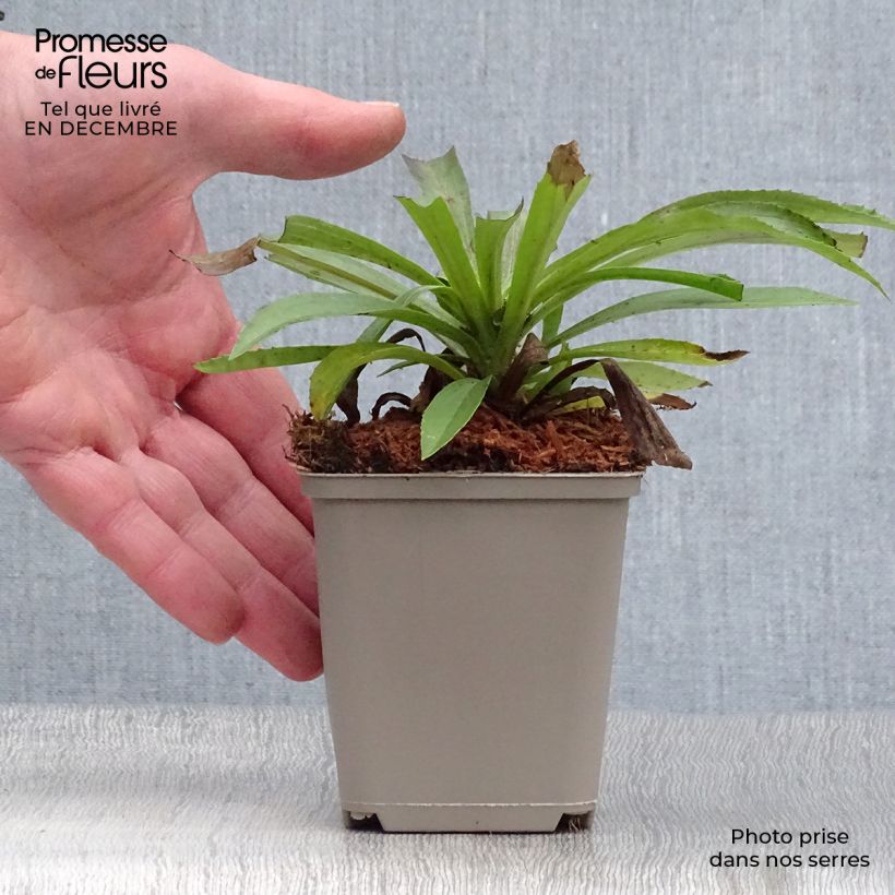 Digitalis Goldcrest - Foxglove 8/9 cm pot sample as delivered in winter