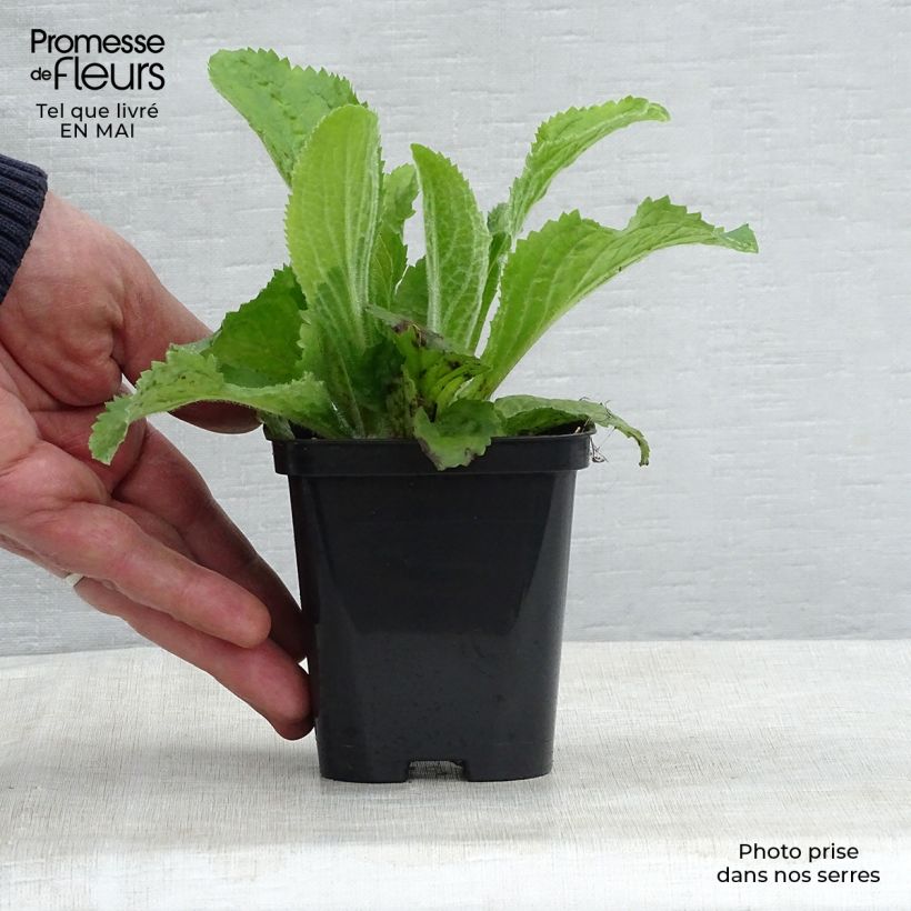 Digitalis x mertonensis - Foxglove 8/9 cm pot sample as delivered in spring