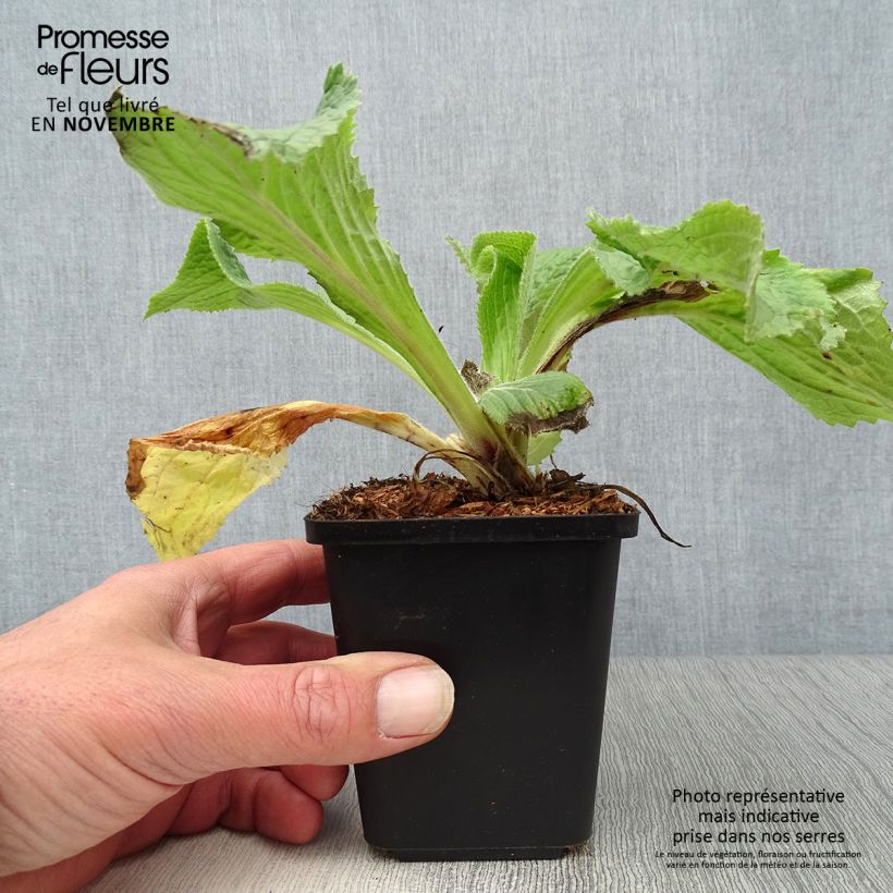 Digitalis x mertonensis - Foxglove 8/9 cm pot sample as delivered in autumn