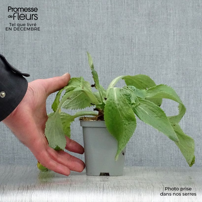 Digitalis x mertonensis - Foxglove 8/9 cm pot sample as delivered in winter