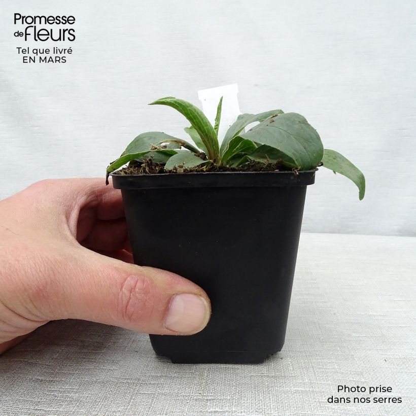 Digitalis parviflora - Foxglove 8/9 cm pot sample as delivered in spring