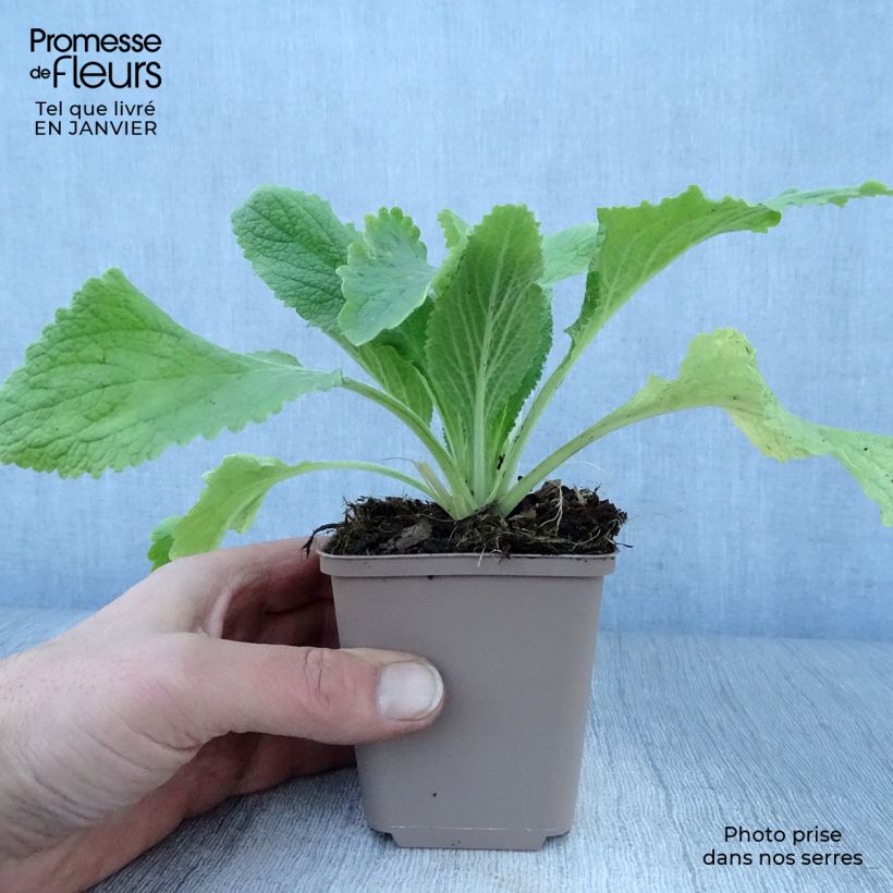 Digitalis purpurea Monstrosa - Foxglove 8/9 cm pot sample as delivered in winter